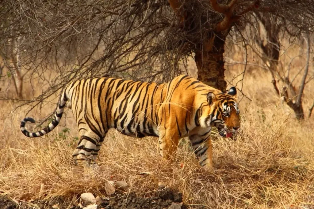 ranthambore tiger safari 1024x683